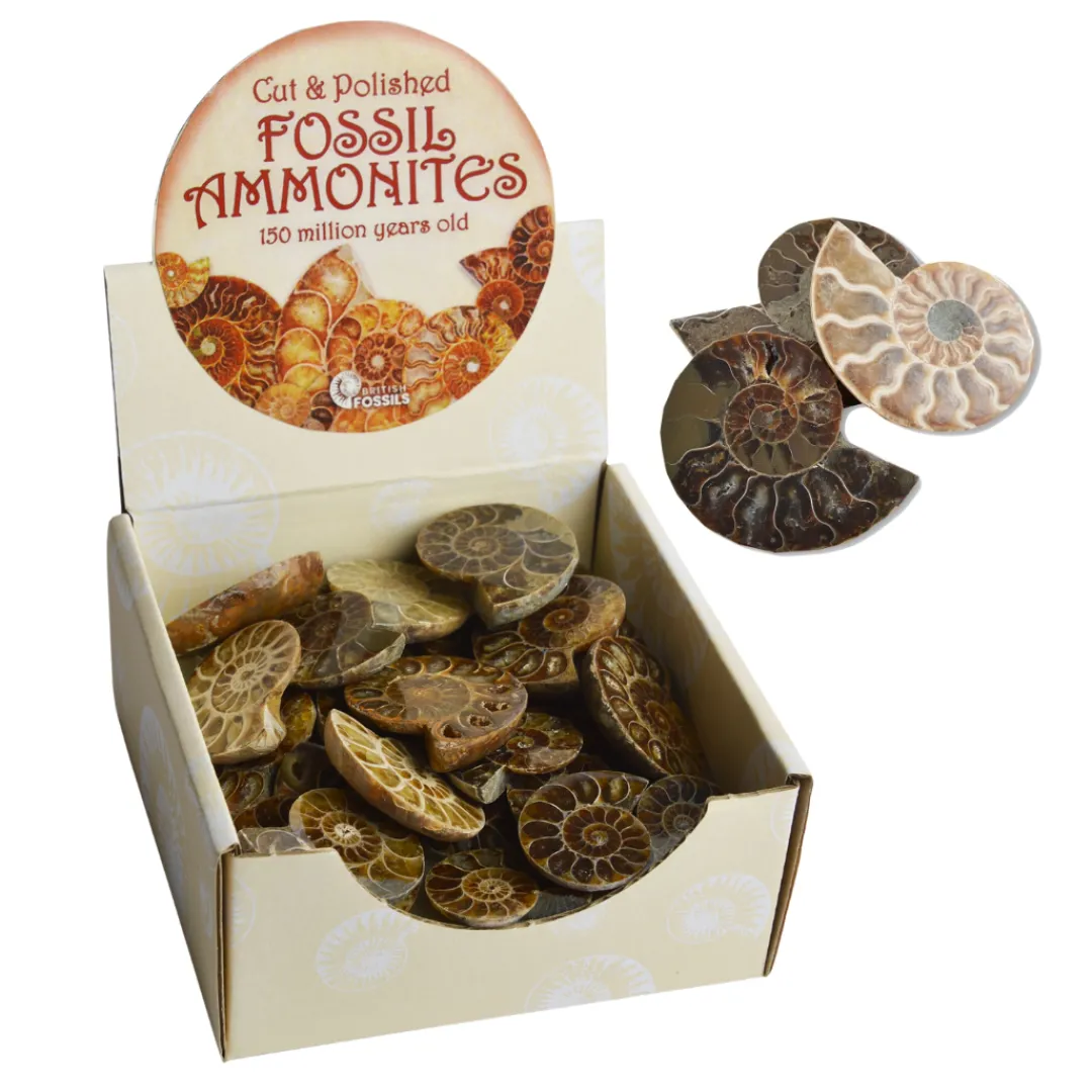 Butterfly Creek Under $100.00 | Under $50.00-Cut and Polished Ammonite | Fossils and Crystals |