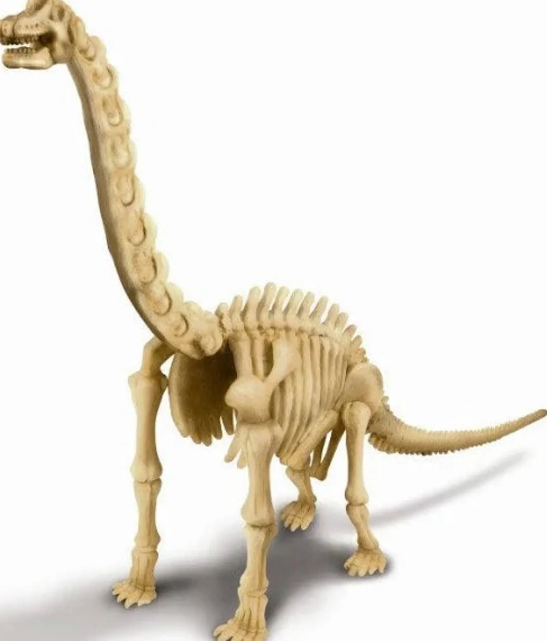 Butterfly Creek Dinosaurs | Under $100.00-Dig A Brachio Skeleton