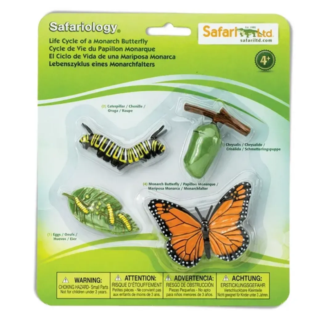Butterfly Creek Butterflies | Under $100.00-Life Cycle Of A Butterfly