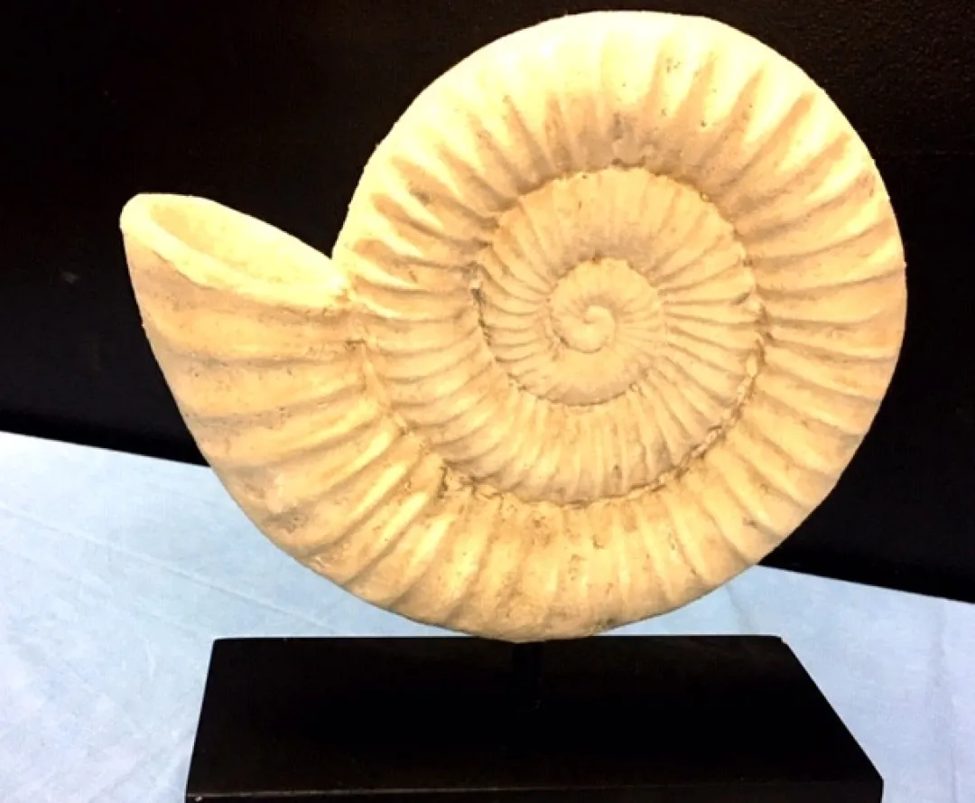 Butterfly Creek Mythical Creatures | Dinosaurs-Nautilus Shell