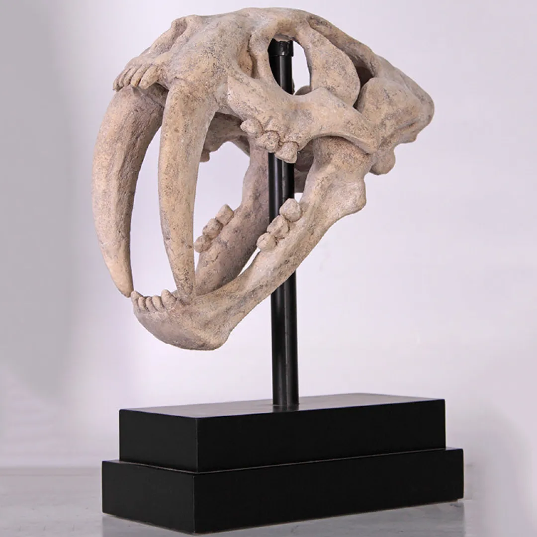 Butterfly Creek Dinosaurs | Homewares-Sabre Tooth Skull